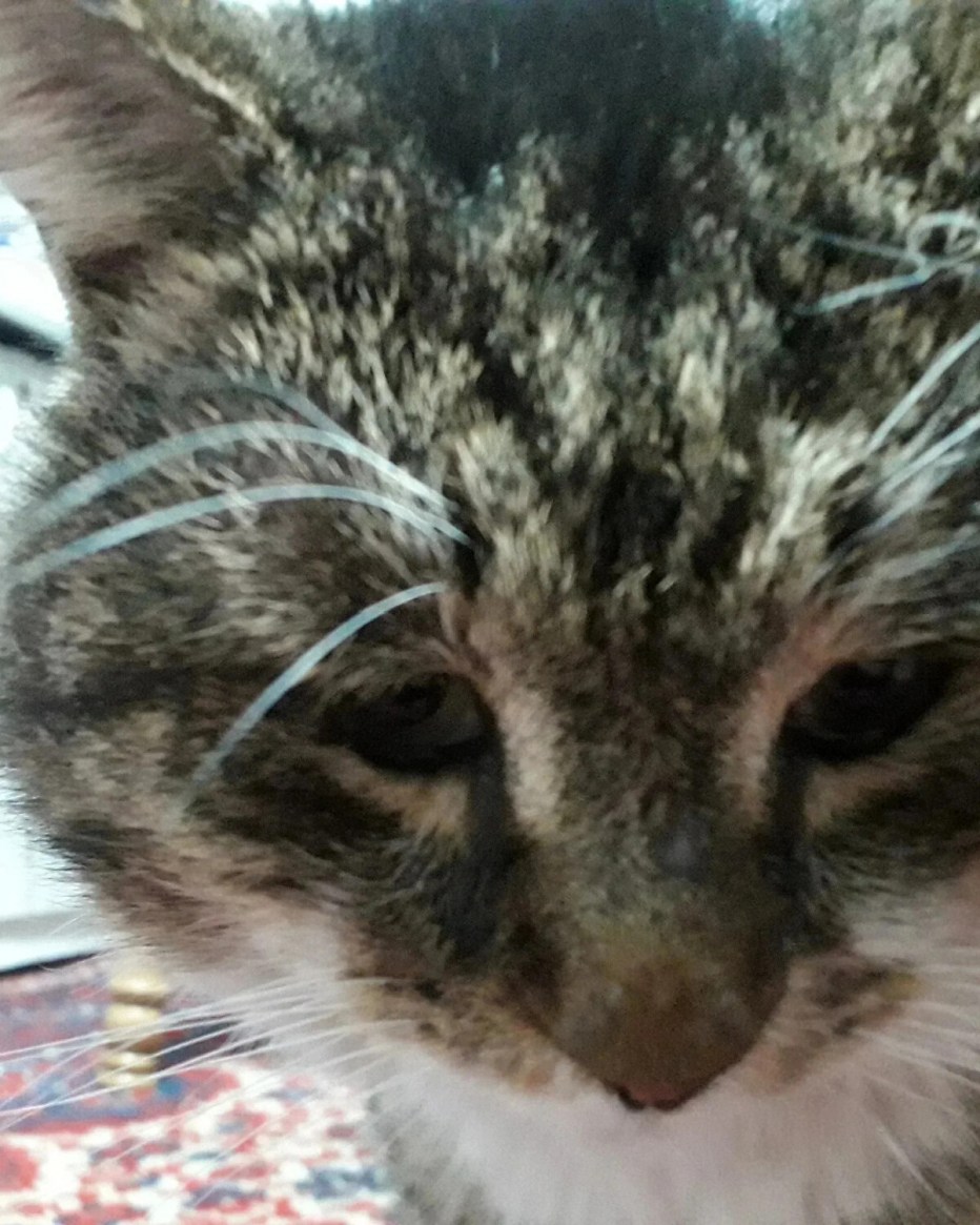Кот выглядывает в окно