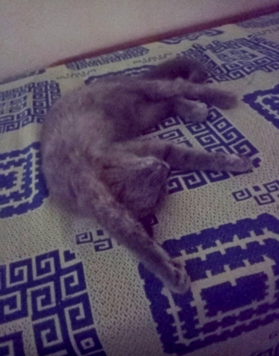 Котиков мне