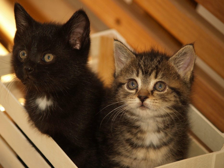 Звуки кошек