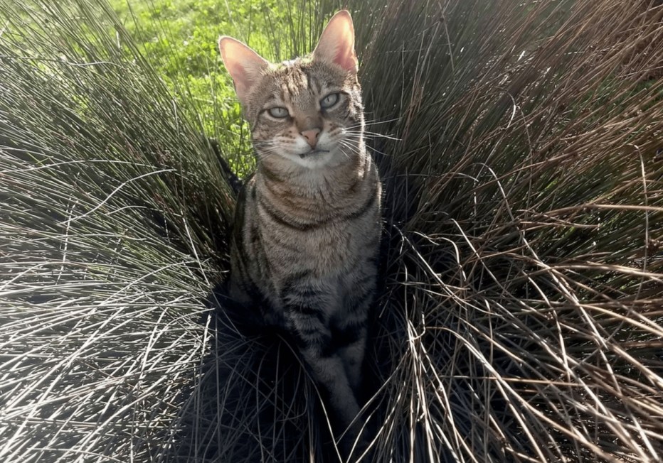 8 Лет коту