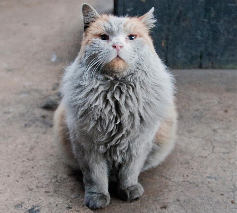 Кот по кличке кипиш