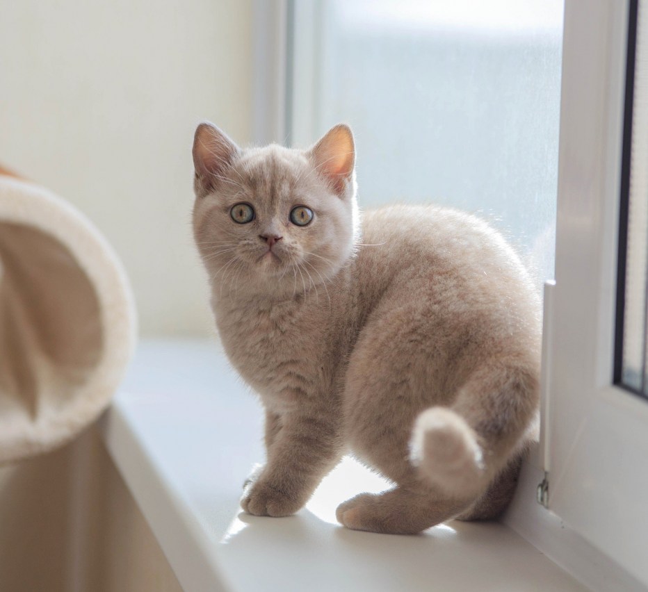 Кошечка мяукает