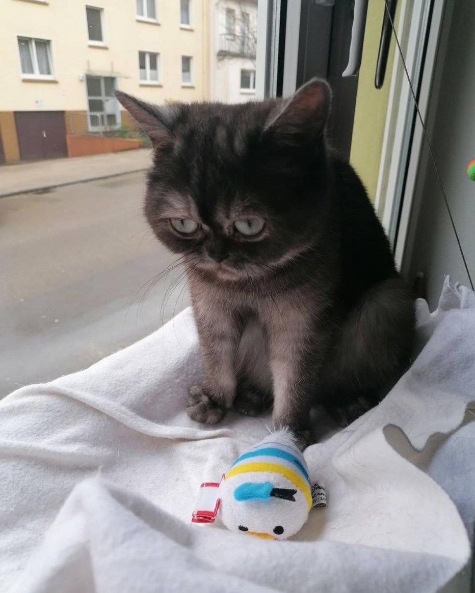 Кошка мяучит