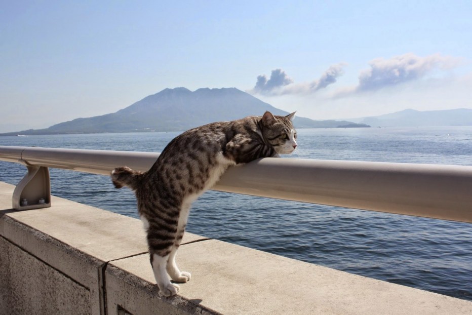 Кот на море