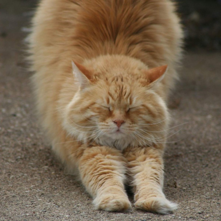 Кошка зовут