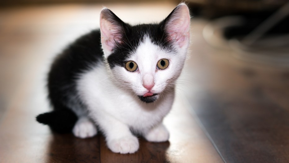 Клички белого кота необычные