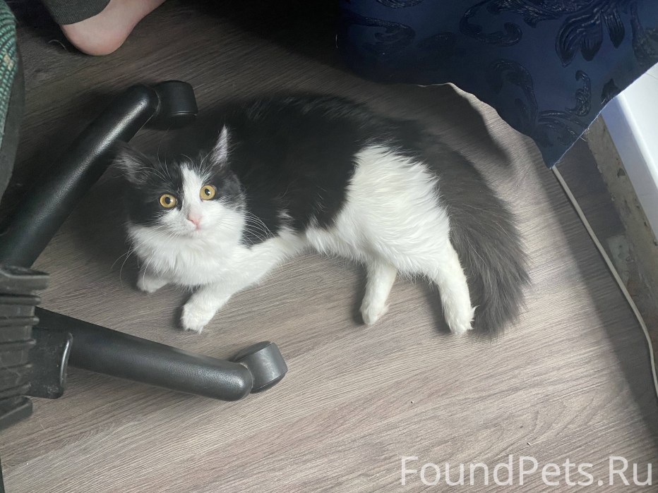 Коты на районе