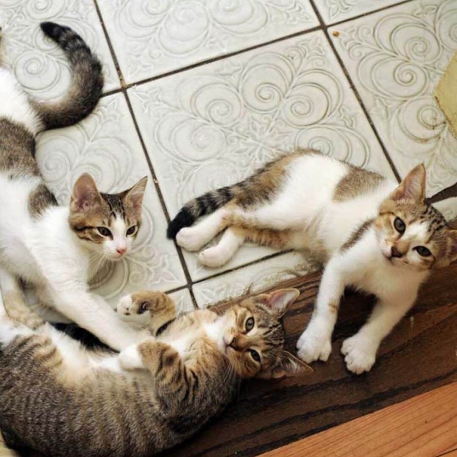 Британская кошка Калико