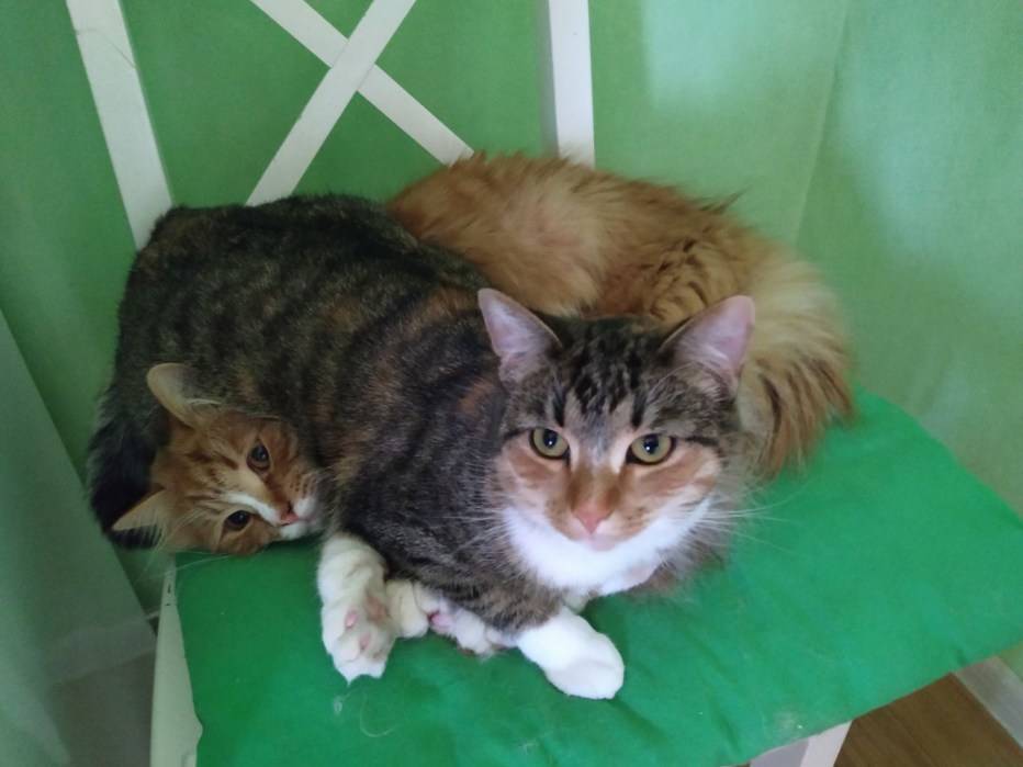 Злая кошка