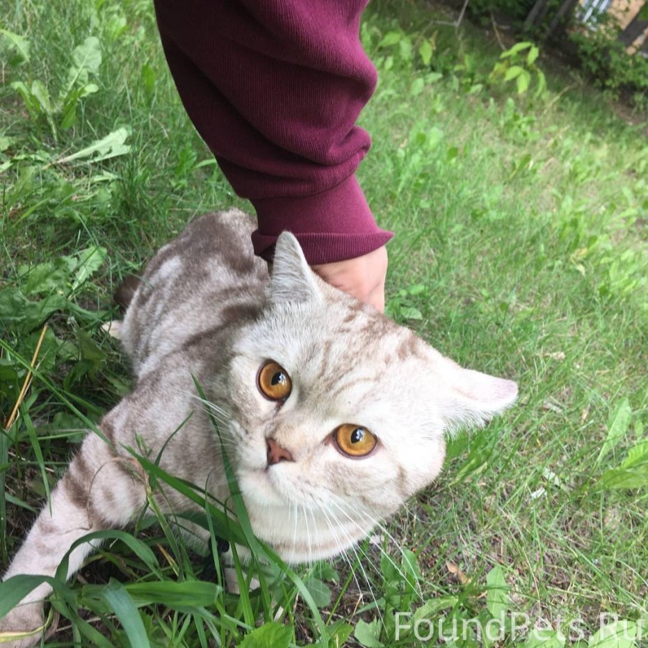 Кошка и человек любовь