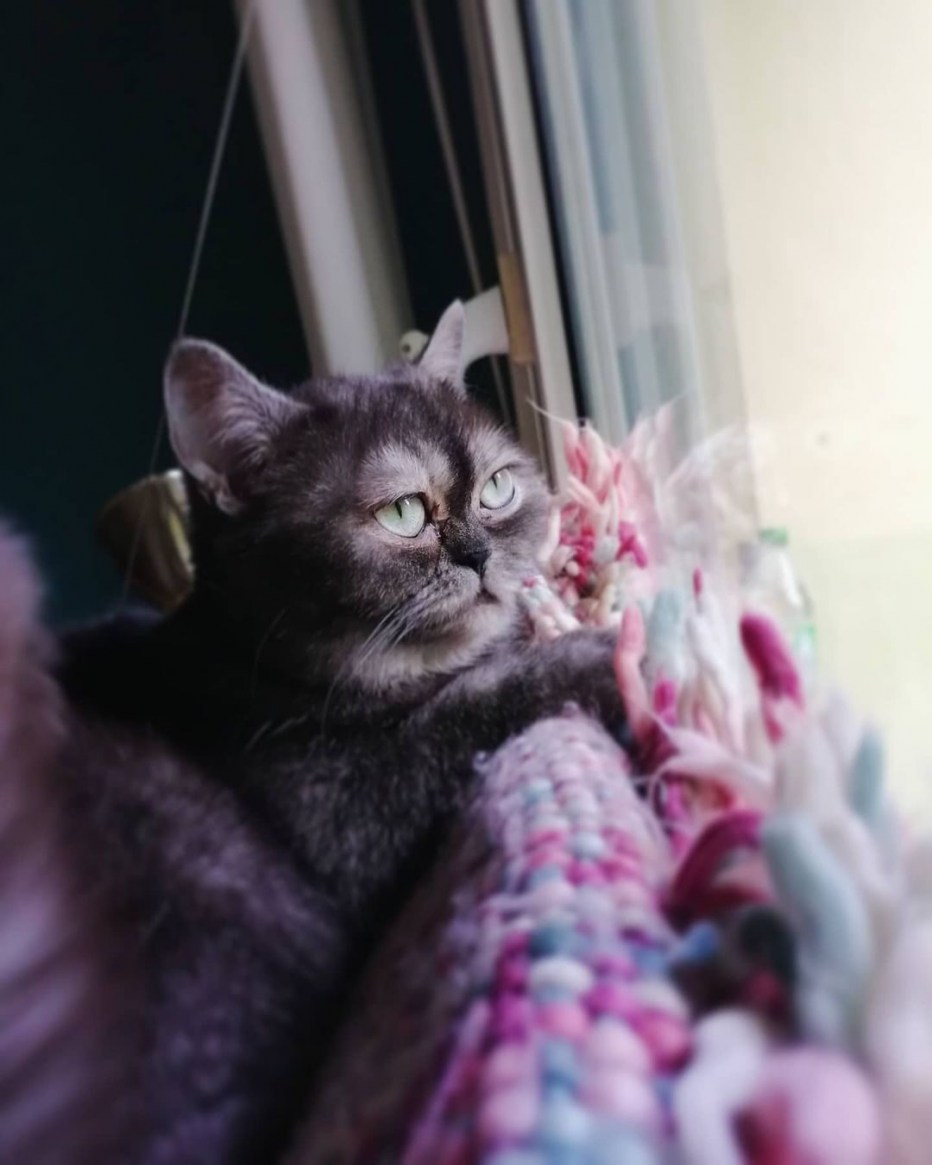 Испанец с кошкой