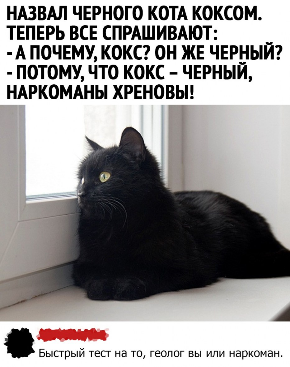 Кошки в Америке