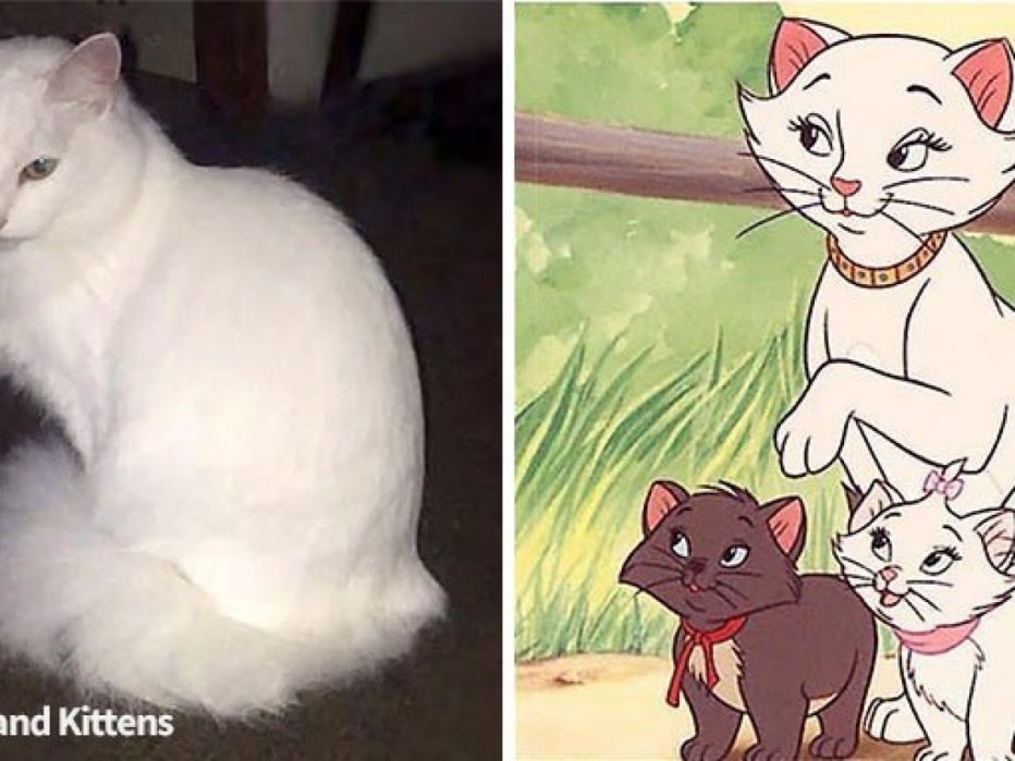 Уморительные прозвище кота