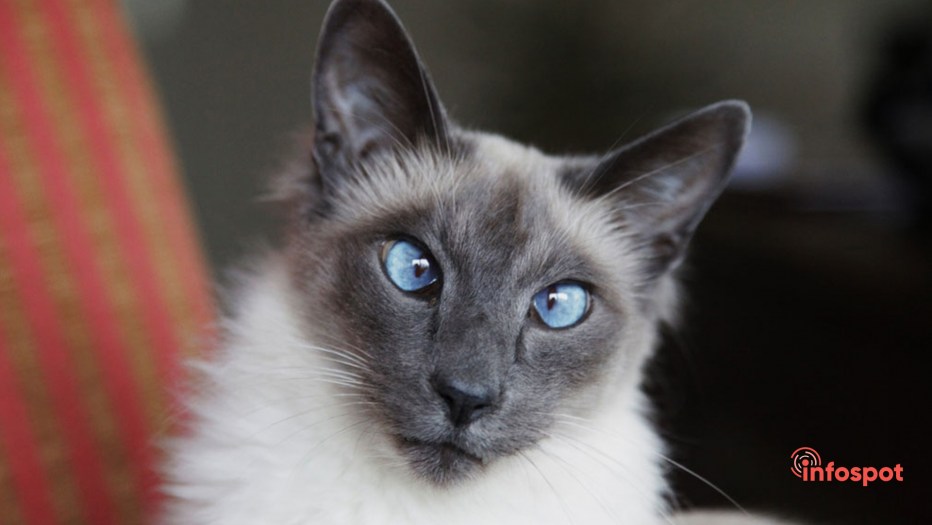 Сиамская Балинезийская кошка