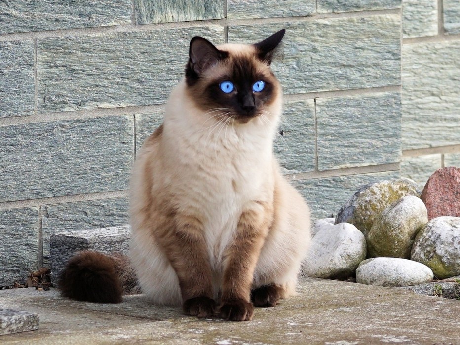 Балинезийская (Балинез, балийская)