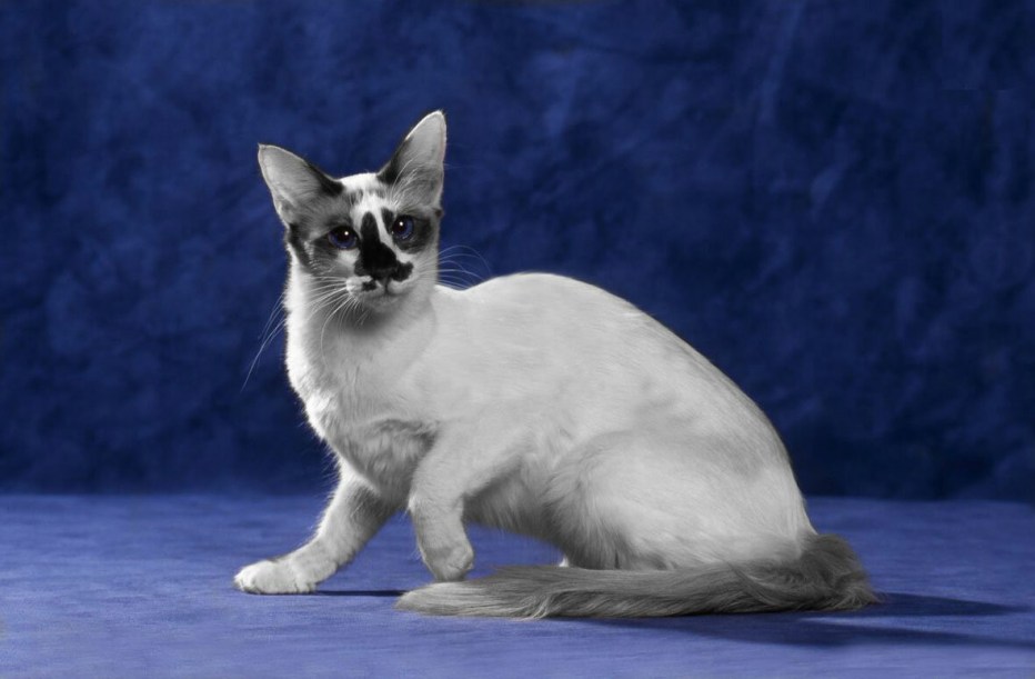 Балинезийская балийская кошка