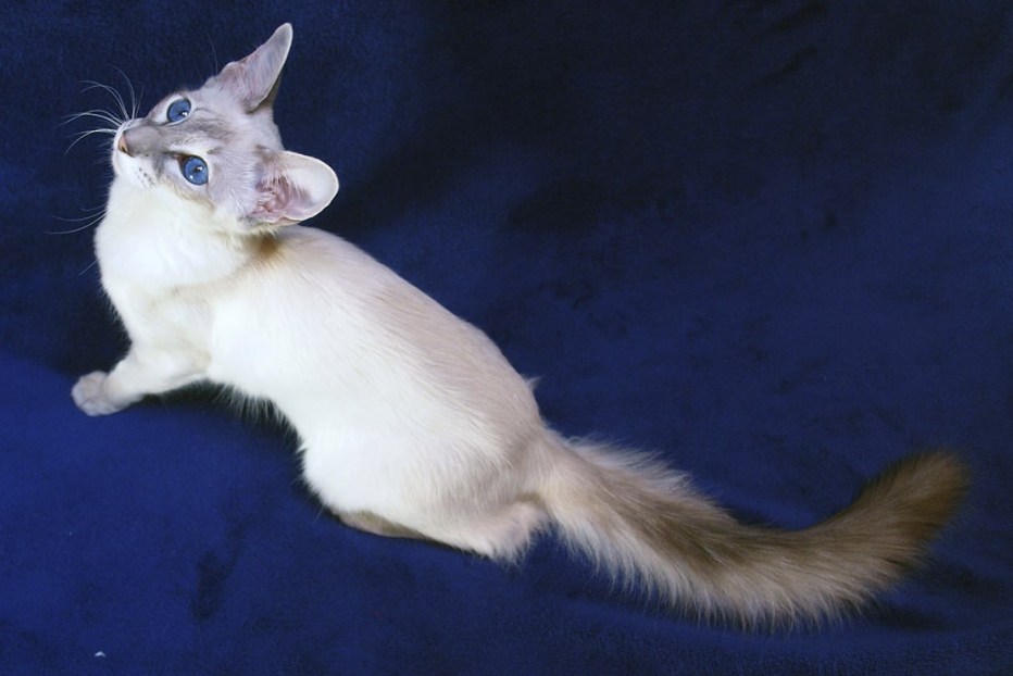 Яванез яванская кошка