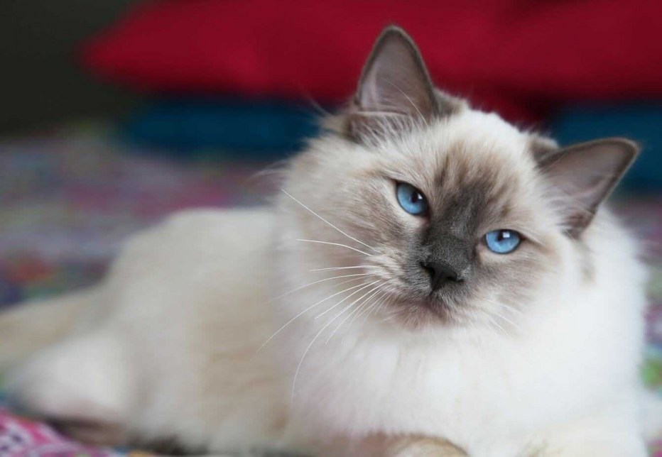 Тайская Балинезийская кошка