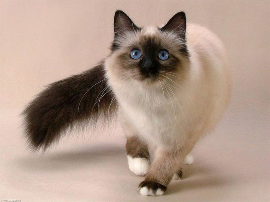 Сиамская Балинезийская кошка