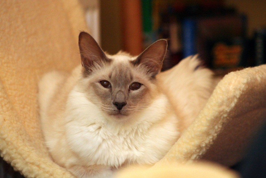 Сиамский балинезийский кот