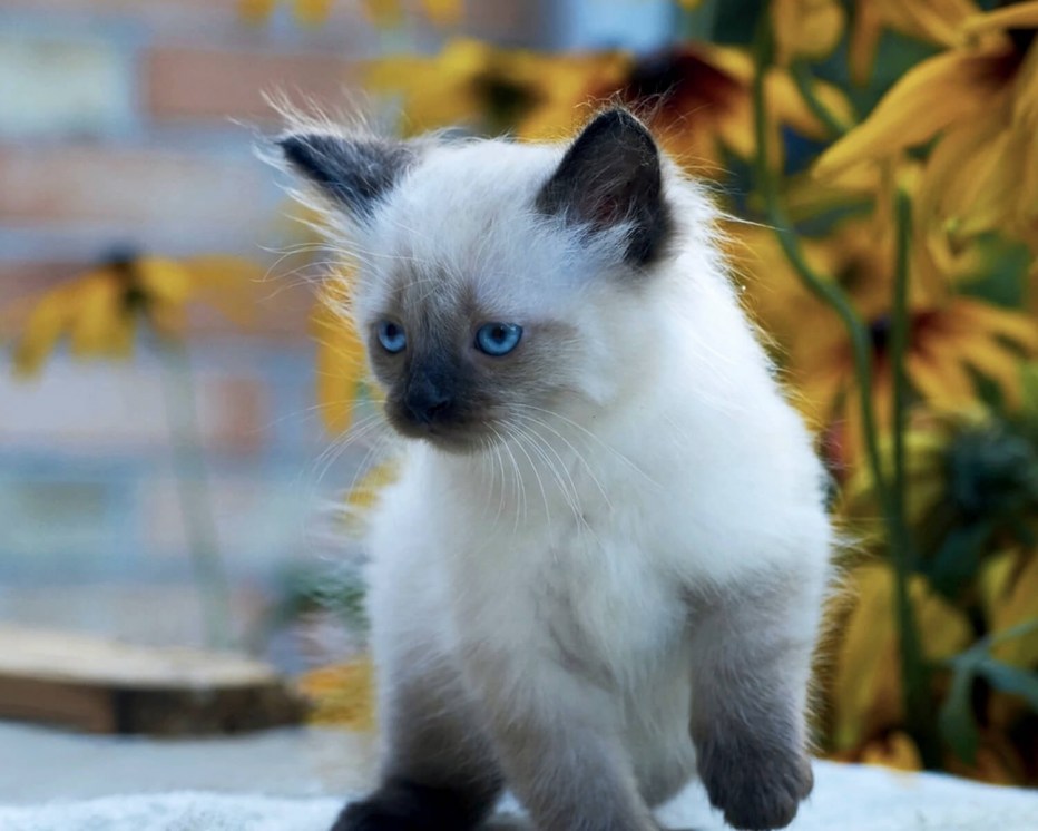 Балинезийская вислоухая кошка