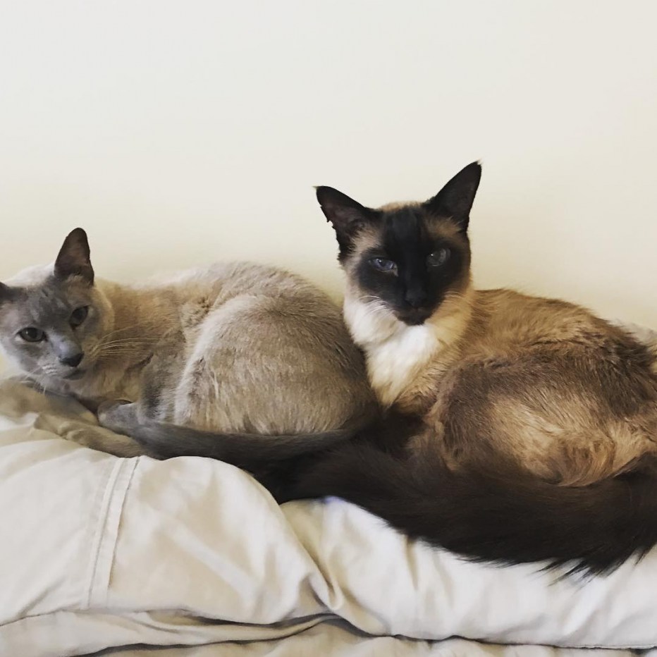 Тайская Балинезийская кошка