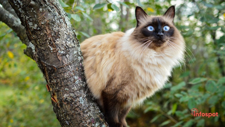 Сиамский балинезийский кот