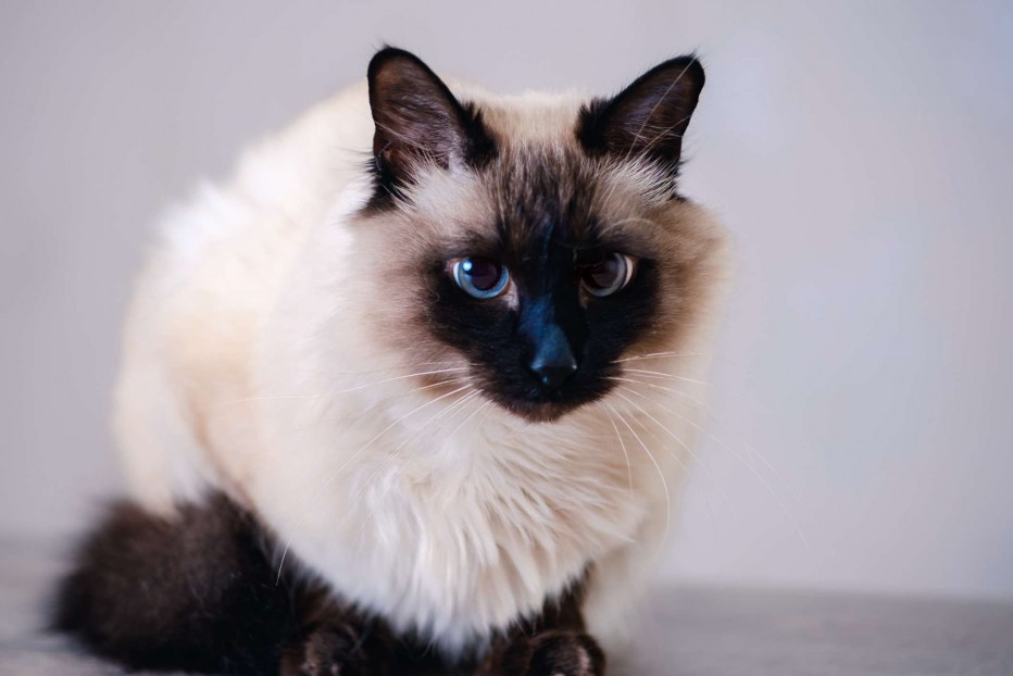 Балинезийская вислоухая кошка