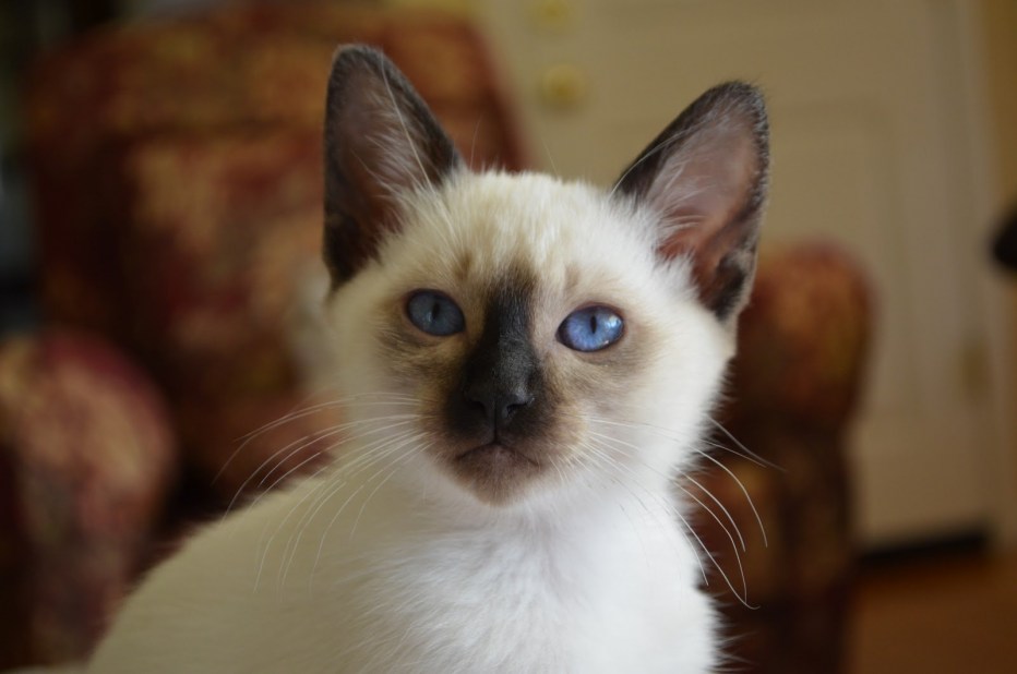 Сиамская Балинезийская кошка
