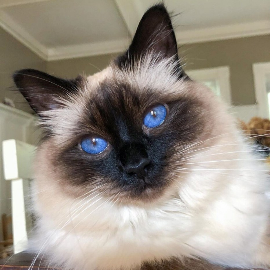 Сиамская Балинезийская кошка