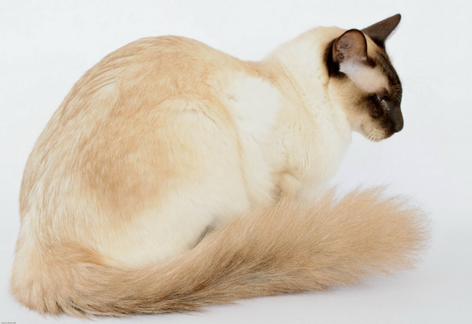 Балийская кошка
