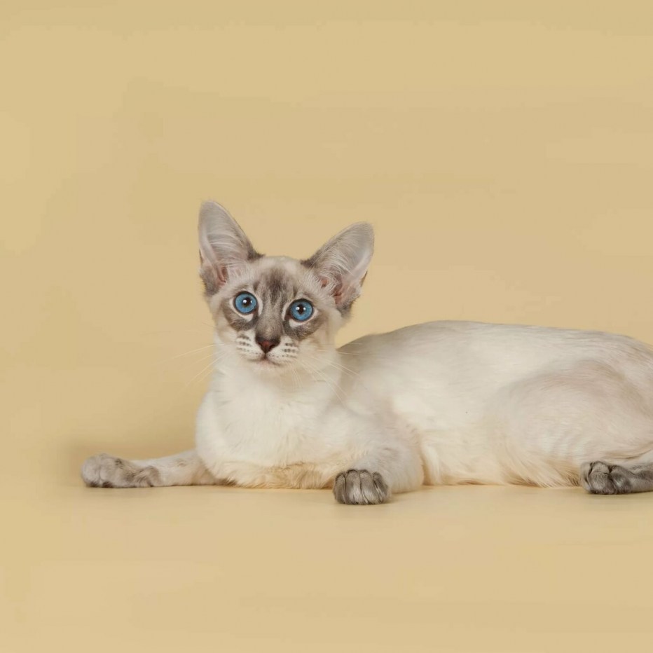 Балинезийская табби кошка