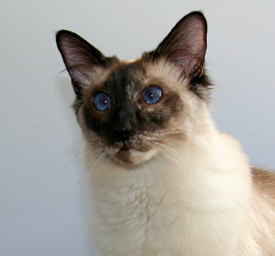 Сиамская Балинезийская кошка