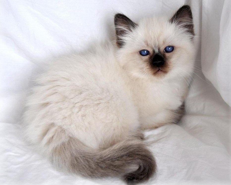 Сиамский балинезийский кот
