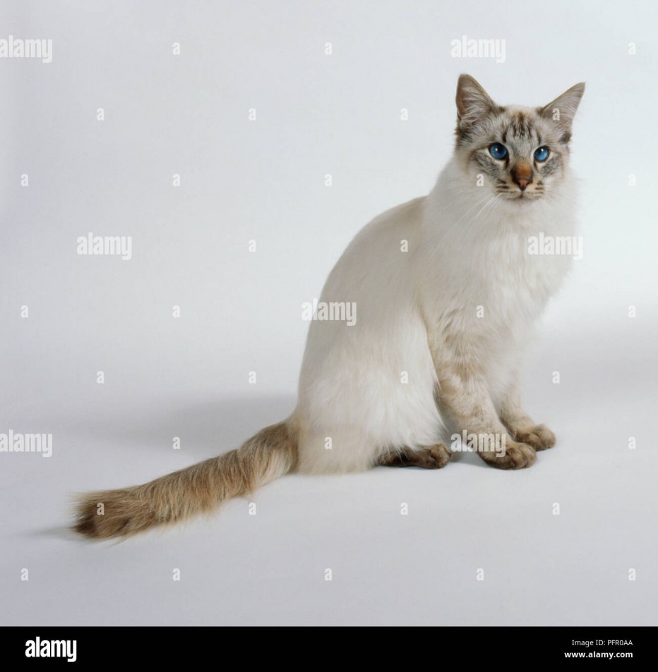 Балинезийская кошка короткошерстная