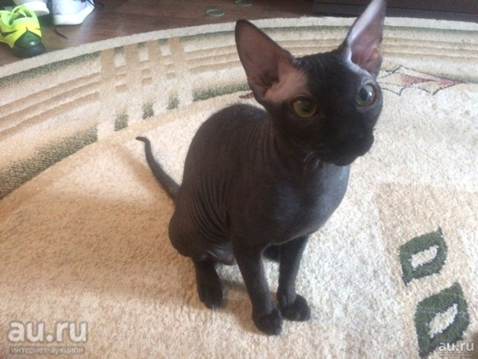 Взрослая кошка Донской сфинкс браш