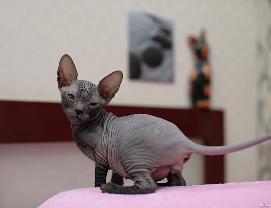 Сфинкс котенок рыжий