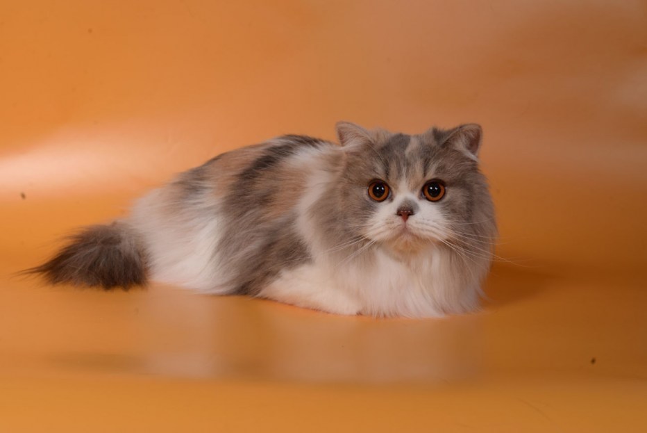 Кошачий нос рыжий