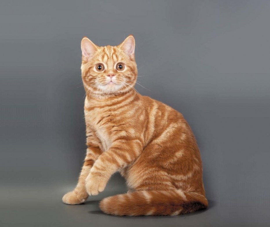 Кремовые коты скоттиш страйт