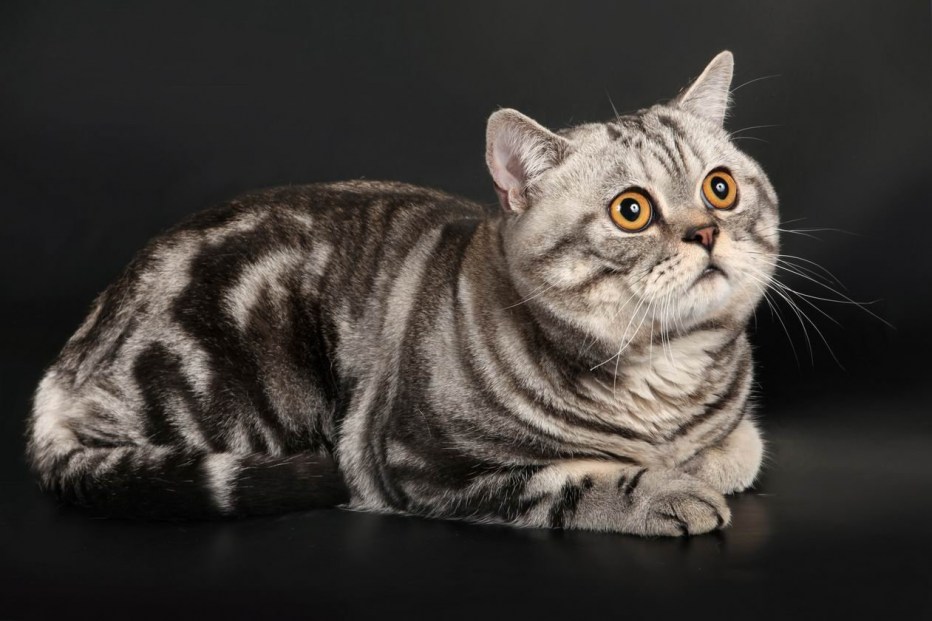 Шотландский кот скоттиш страйт