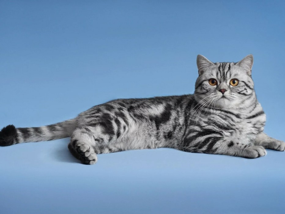 Шотландский скоттиш страйт