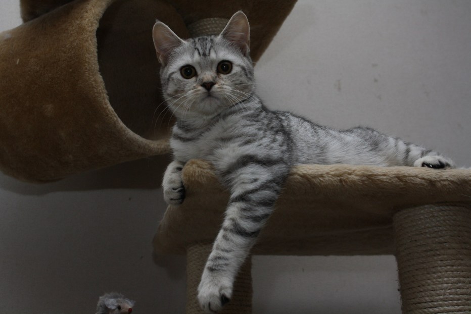 Шотландский кот прямоухий