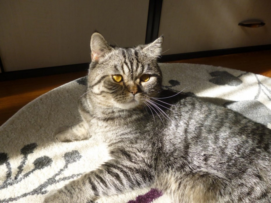 Шотландский скотиш стр