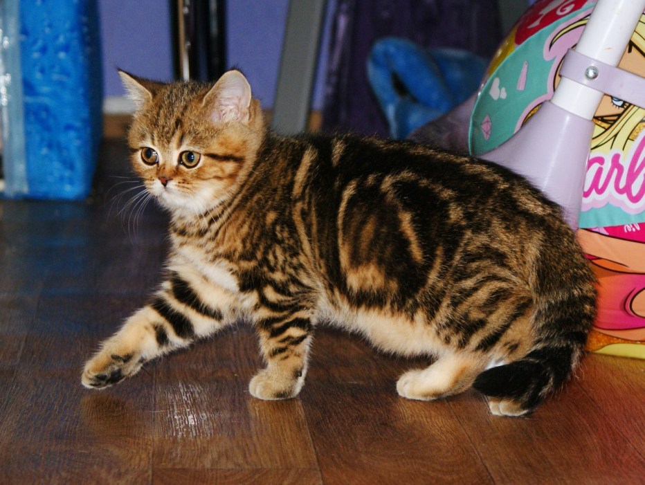 Кошка Scottish straight
