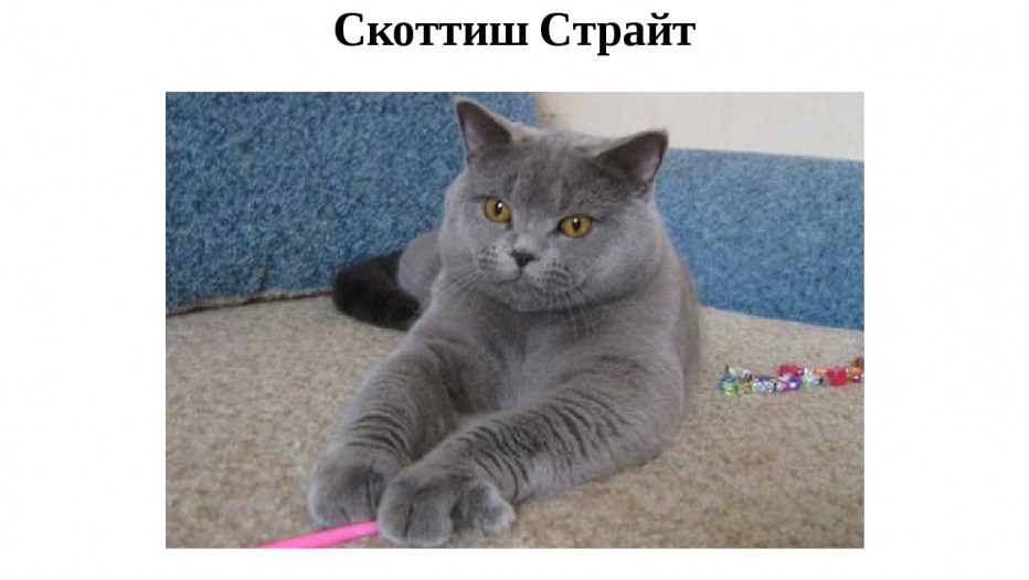 Шотландская остроухая скоттиш страйт