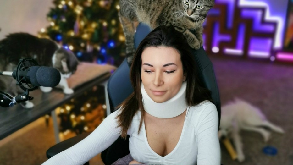 Кот британец прямоухий