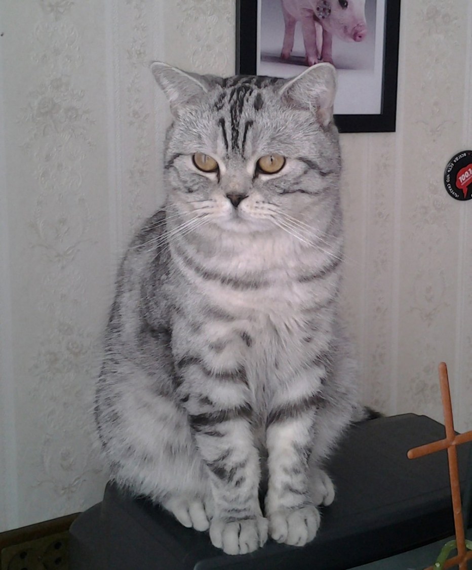 Скоттиш Шотландская прямоухая