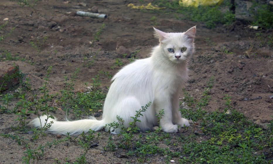 Шотландцы котята страйк
