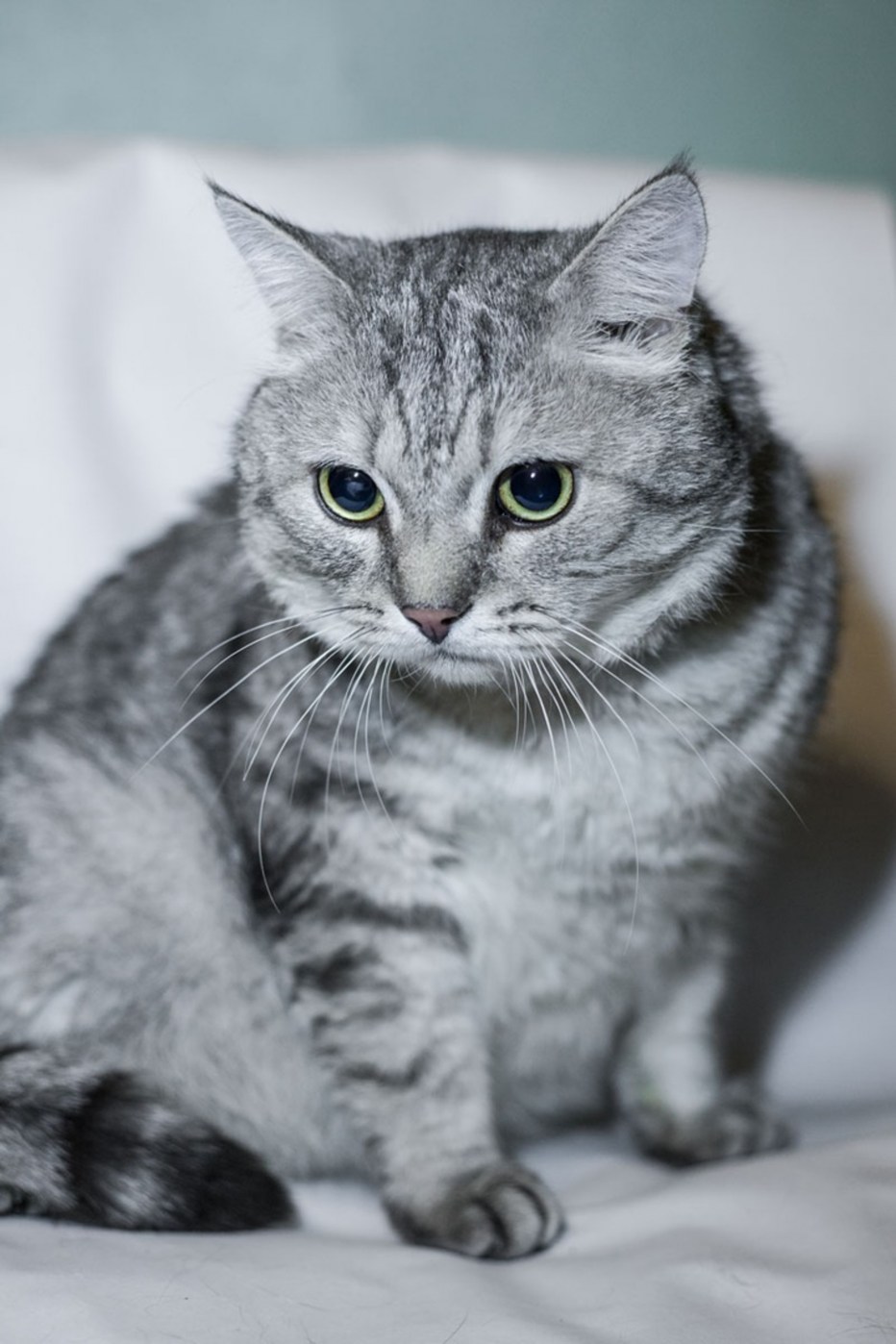 Шотландские котята прямоухие