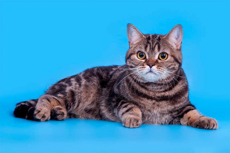 Шотландские котята прямоухие